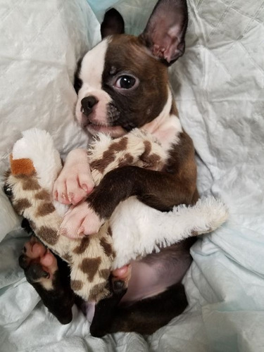 Cachorro Boston Terrier Puppy Perrito Boston Cachorrito