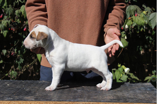 Bull Terrier Top Pedigre990577309