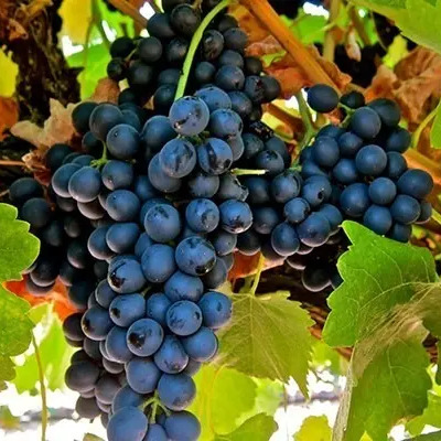Uva Syrah Vid P\u002F Vino Arbolitofrutal No Semilla Plantula | Meses sin interés