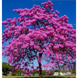 25 Semillas De Guayacán Roble Morado Tabebuia Impertiginosa.