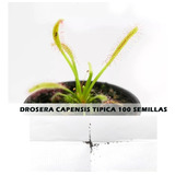 Semillas Planta Carnívora Drosera Capensis Típica X 100  Uds