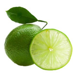 1 Arbolito De Limon Persa - Siembra Limones, 100% Orgánicos 