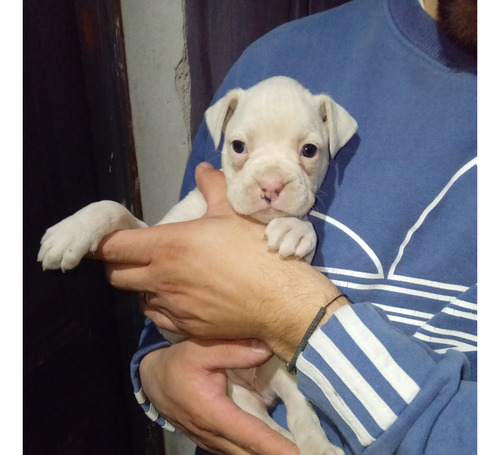 Cachorro Boxer