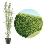 128 Mudas De Podocarpo Podocarpus Ideal Para Cerca Viva