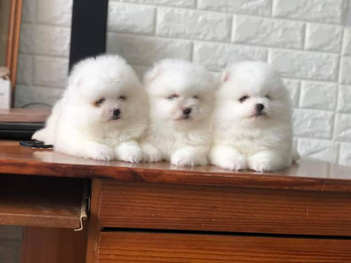 Filhotes De Spitz Alemão Lulu Da Pomerania Macho 2 Meses