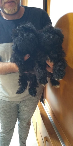 Poodle Macho Preto