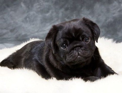 Cachorro Pug Carlino Negro!! 03