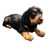 Adorable Cachorro Dachshund Mini Pelo Largo Golondrino 