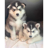 Cachorros Alaska Malamute Con Cartilla