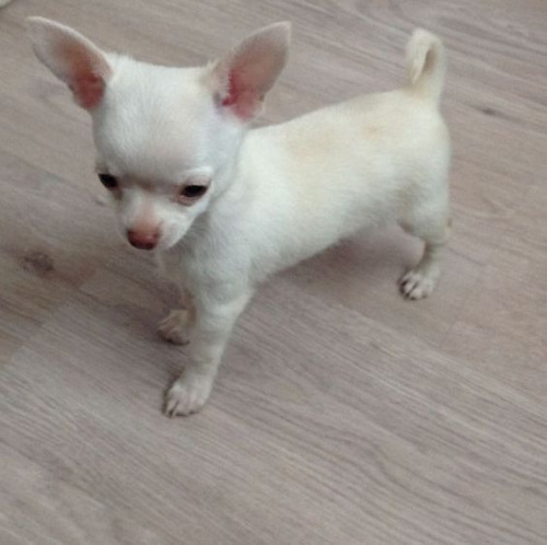 Cachorro Chihuahua Blanco Cabeza De Manzana 02