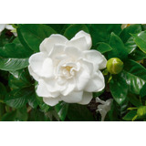 Jazmin Del Cabo Gardenia Augusta Radicans Jasminoides 3lts