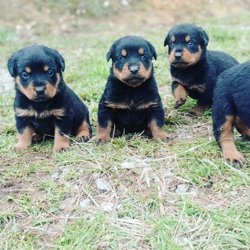 Hermosos Cachorros Rottweiler Machos Y Hembras