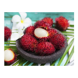 1 Arbolito De Chom-chom Rojo - Frutal Exltico Tropical Fruta