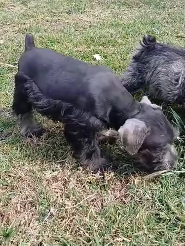 Cachorros Schnauzer Minis