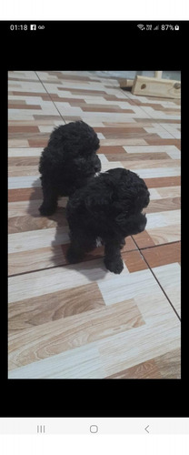 Caniche Toy Mini Negra Hembra 