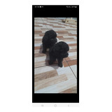 Caniche Toy Mini Negra Hembra 