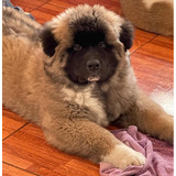 Cachorro Akita Americano Long Coat Trewa Piuke Kona