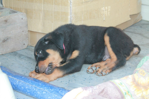 Elevado Rottweiler Pedigri Mascotassaintdaniel 12