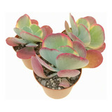 Muda Suculenta  Kalanchoe Fantastic - Colorida Rosa