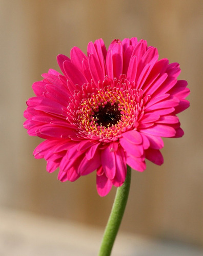 Semillas De Margarita Gerbera Rosa Intenso. Hermosa Flor