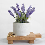 Planta De Lavanda Falsa Grande De Kurrajong Farmhouse | 9 Pl