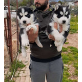 Cachorros Husky Siberiano Ojo De Color