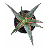 Aloe Bright Star - Muda De Suculenta Vermelha Fica Gigante