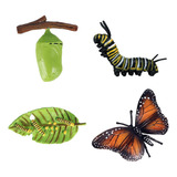 Perfect Educación Niños Insectos Ciclo Mariposa Crecimiento