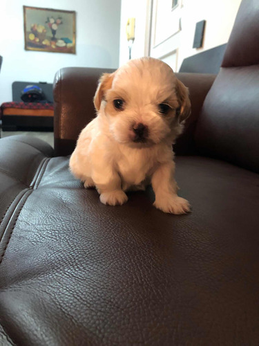 Cachorrita Shitzu De 40 Dias Hermosa Hembrita