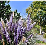 Semillas De Planta De Hierba Pampas 100+ Flor Bonsai Semilla