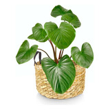 Cesto Cachepot Baixo Para Plantas E Arvore De Natal 36x19cm 