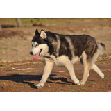 Descollante Husky Criadero Mascotassaintdaniel N18