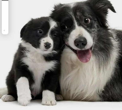 Cachorros Border Collie Vacunados Para Este 10 De Mayo