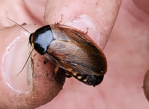 20 Cucaracha Viva De Surinam (pycnoscelus) Alimento Vivo