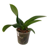 Orquídea Phaleanopsis Variada Adulta Pote 12 Promoção
