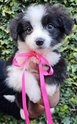 Cachorra Border Collie Hembrita Ultima Con Pedigree!