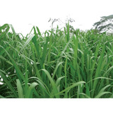 Semilla Forrajes Pastos Panicum Mombaza Clima Cálido 10 Kg