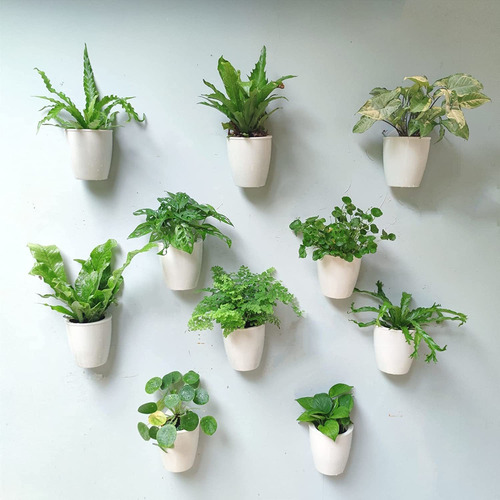 Macetas De Pared Para Plantas De Interior, Paquete De 1...