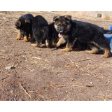 Cachorro Pastor Alemán,  Padres Inscritos