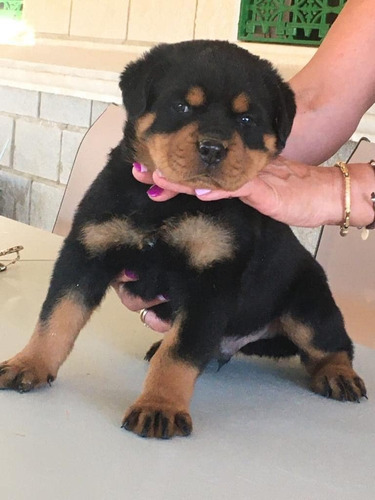  Rottweiler Cachorros Inscritos Kennel Club