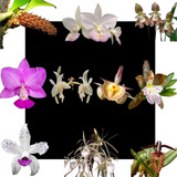 Kit De 10 Orquidea Exotica Selecionadas - Cod 02