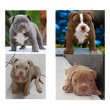 Filhotes De American Bully Com Garantia E Procedência Lindos