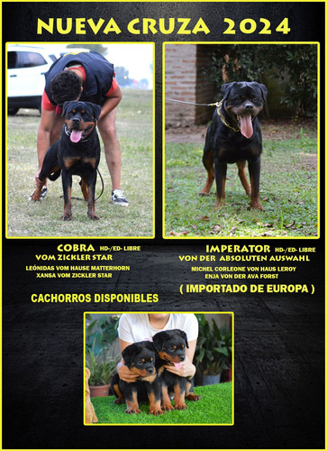 Rottweiler Cachorros Excelente Calidad , Pedigree , Genética