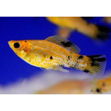 Pacote Com 10 Peixes Molinesia Tigre - Água Doce - Aquário
