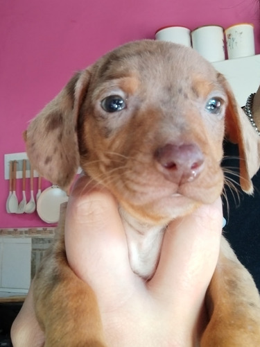 Cachorros Salchichas Mini Arlequín 