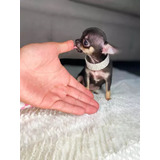Chihuahua Mini Bellisimos 