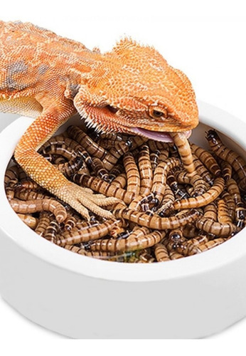 Zophobas X 1000 Alimento Vivo Gusanos Gecko Pogona Envios