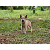 Australian Cattle Dog - Fêmea - Cães De Trabalho