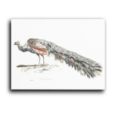 Cuadro Decorativo Canvas 80x120cm Pavo Real Ilustracion Gris