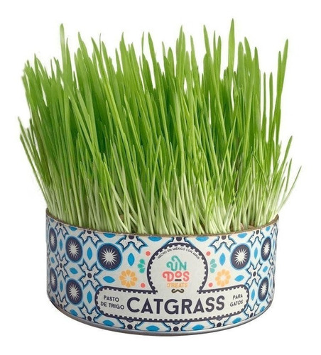 Pasto De Trigo Para Gatos Cat Grass, Mejora La Digestión
